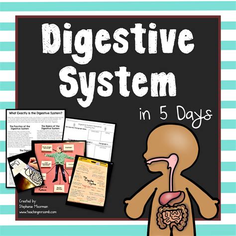 The Digestive System Teaching In Room 6