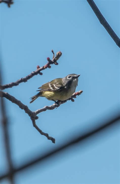 Small Migratory Bird Quiz Questions Miles Hearn