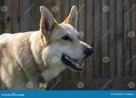 Blonde German Shepherd Dog Stock Image Image Of Animal 41239293