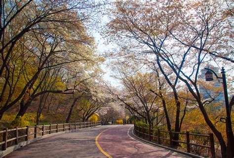 Please inform namsan forest in myeongdong in advance of your expected arrival time. 10 Places to Forest Bathe in South Korea