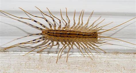 How To Identify And Control A Centipede Infestation In Your Worcester Home