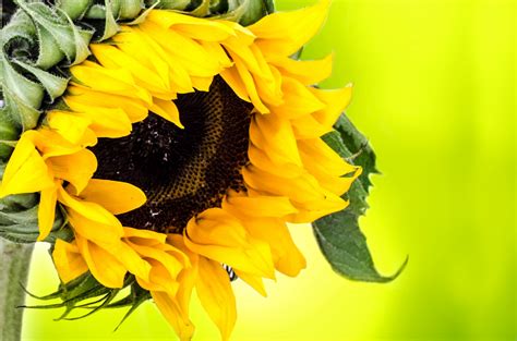 sunflower flowers photo  fanpop