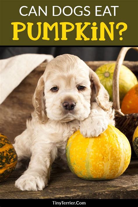 Effects on health and alike. Can dogs eat pumpkin? A guide to feeding pumpkin to your ...