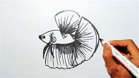 Mewarnai Gambar Ikan Cupang