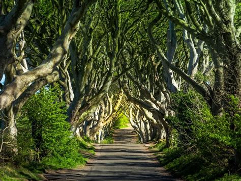 11 Photos Of The Worlds Most Beautiful Trees Readers Digest