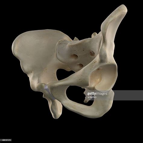 Human Hip Bone Artwork High Res Vector Graphic Getty Images