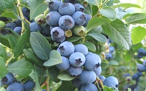 Buy Ochlockonee Rabbiteye Blueberry Bushes Free Shipping Wilson