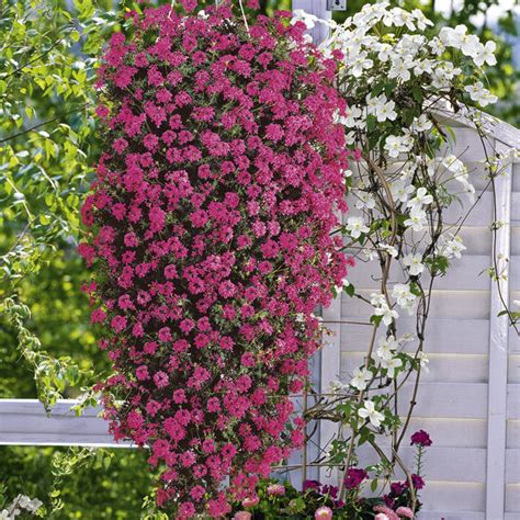 Petunia is one of best flowers to grow in hanging baskets. Flowering Plants that Suit Hanging Baskets - AGreenHand