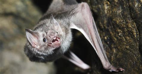 What Do Vampire Bats Eat The Surprising Animals They Hunt Imp World
