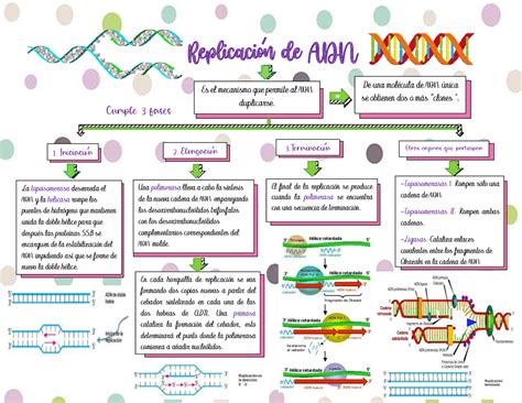 Replicación Del Adn Proceso Completo Esquemas Y Mapas Conceptuales