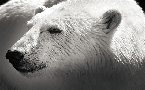 Free Images Black And White Mammal Mane Polar Bear Close Up