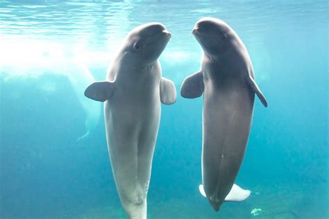 two new beluga whales join seaworld san antonio s pod