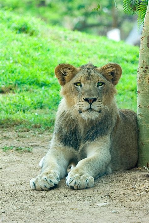 Lion Paws Free Photo Download Freeimages