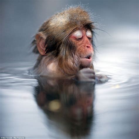 Taking The Plunge Cheeky Japanese Snow Monkey Smiles In Delight As He