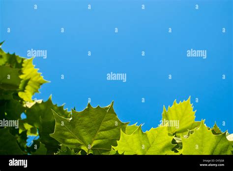 Green Maple Leaves On A Clear Blue Sky Stock Photo Alamy