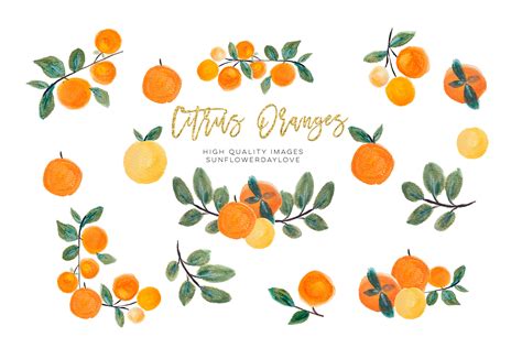 Orange Clip Art Oranges Clipart Fruits Floral Border By Sunflower