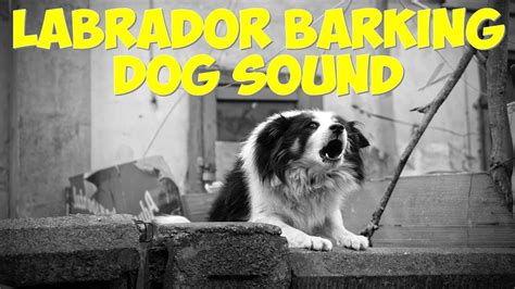 Labrador Barking Dog Sound Youtube