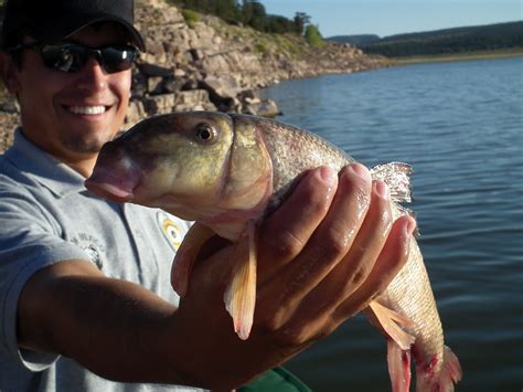Outdoors Nm Record Breaking Trophy Sized Tiger Muskies At Bluewater Lake