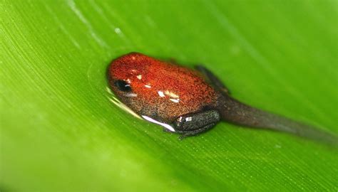 Strawberry Poison Dart Frog Facts Size Diet Pictures