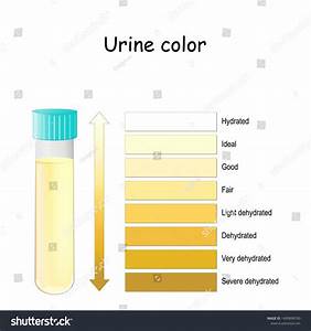 Vektor Stok Urine Color Chart Assessing Hydration Dehydration Tanpa