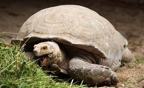 They love to interact with their keeper, explore their enclosures as well as spend time outside on the sunnier days throughout summer. 6 Best Pet Tortoise Species for Beginners (With Pictures ...