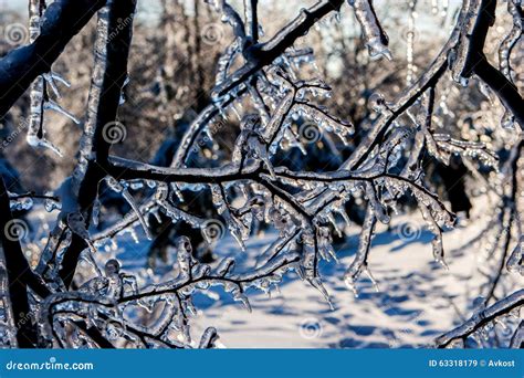 Ice On Branches Stock Image Image Of Cold Blessed Chill 63318179