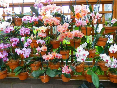 Wall Of Orchids At The Atlanta Botanical Garden Orchids Garden