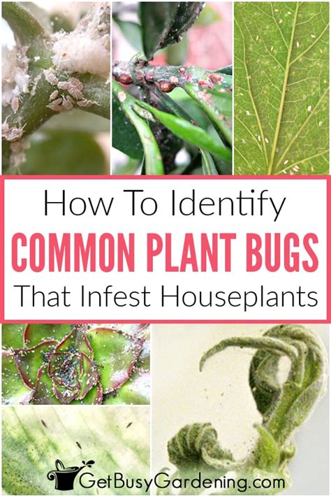 How To Identify Common Types Of Houseplant Bugs Get Busy Gardening