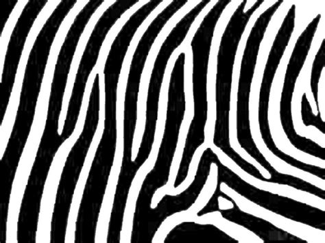 Amper Bae Zebra Print Wallpaper Backgrounds For Powerpoint Templates