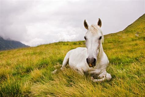 171 White Horse Laying Down Stock Photos Free And Royalty Free Stock