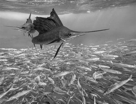 Atlantic Sailfish Hunting Fish Photograph By Tim Fitzharris Fine Art