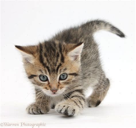Wp35570 Cute Tabby Kitten Stanley 6 Weeks Old Imgstocks