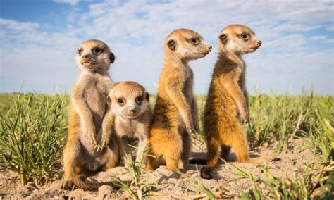 Baby Meerkats In Botswana Democratic Underground