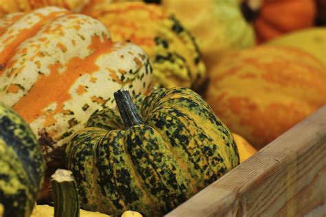 Variety Of Pumpkins In A Pile Free Photo Rawpixel