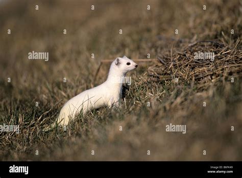 Ermine Or Stoat Or Short Tailed Weasel Mustela Erminea In Its Winter