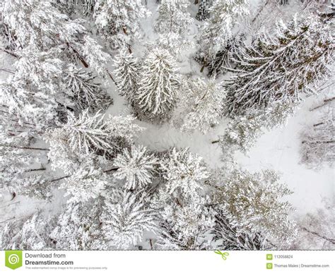 Evergreen Forest In Winter Stock Photo Image Of Forest 112058824