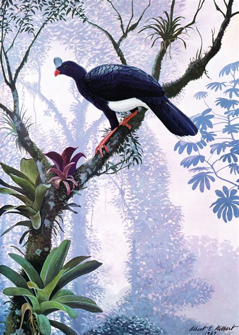 The Art Of Ornithology A Century Of Bird Illustration Portland State