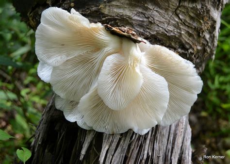 Pleurotus Ostreatus At Indiana Mushrooms