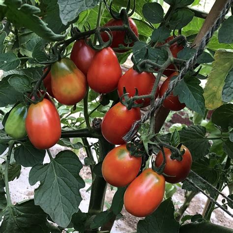Seeds For Napoli Tomato Solanum Lycopersicum Amkha Seed