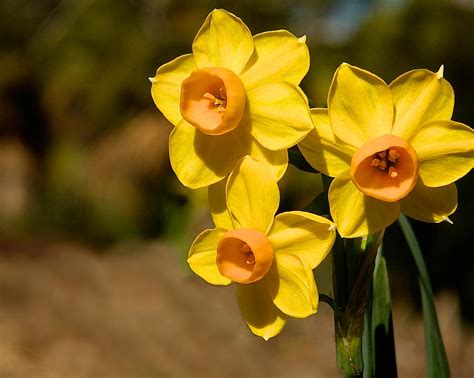 Three Daffodils Photograph By Steve Kaye Fine Art America