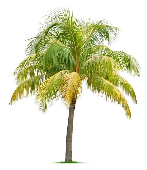 Coconut Tree Stock Photo Image Of Palm Nature Plant 28149724