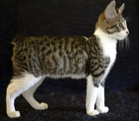 American Bobtail Cat Breeders And Information