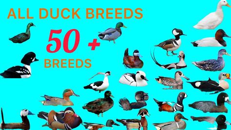 All Duck Breeds A To Z 50 Duck Breeds All Duck Species Types Of