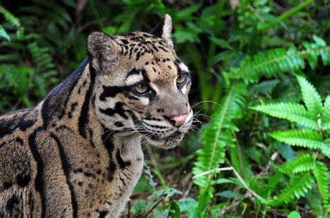 Clouded Leopards Wallpapers Wallpaper Cave