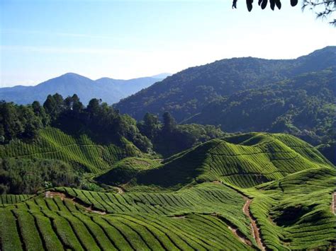 The cameron highlands has tons of farms: Top 10 Tourist Attractions in Malaysia