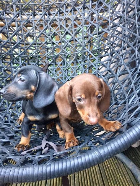 27 Dachshund For Sale In Texas Image Bleumoonproductions