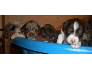 Miniature australian shepherds are easygoing, perpetual puppies that love to play. Miniature Australian Shepherd Puppies in Ohio