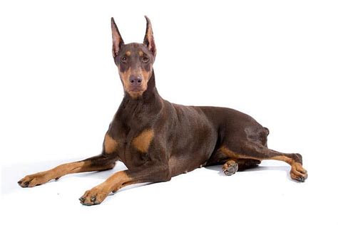 Doberman Pinscher Dog Breed Information All You Need To