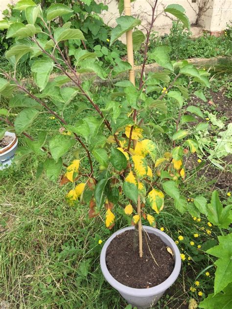 Crabapple Tree Leaves Turning Yellow — Bbc Gardeners World Magazine