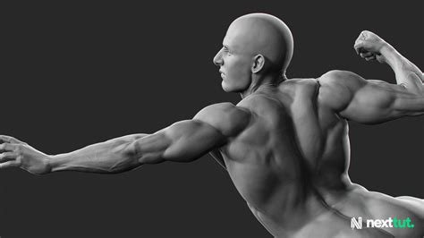 Artstation Dynamic Male Anatomy For Artists In Zbrush Resources